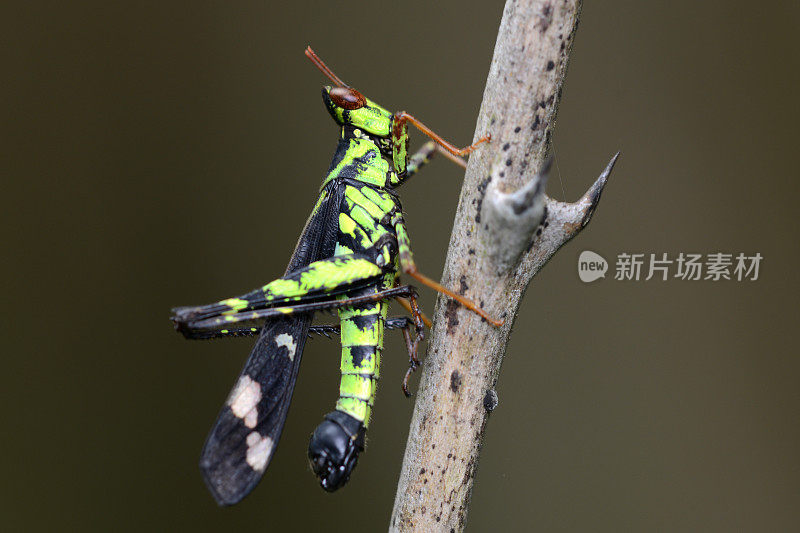 Grasshopper on wood特写